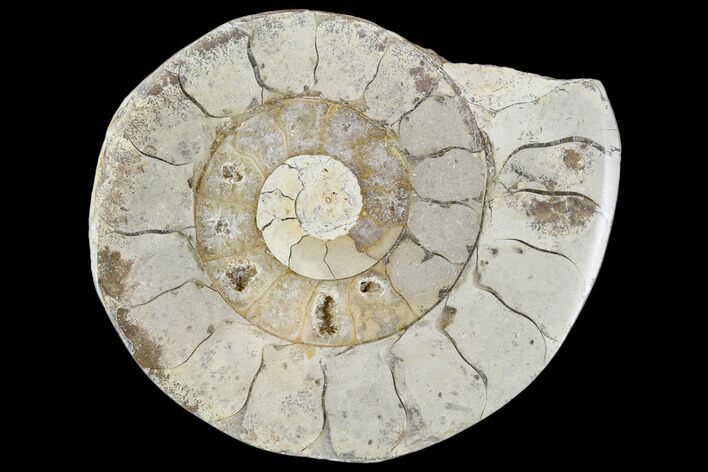 Polished Ammonite (Hildoceras) Fossil - England #103995